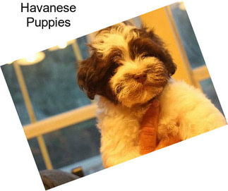 Havanese Puppies