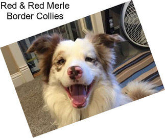 Red & Red Merle Border Collies