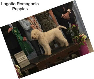 Lagotto Romagnolo Puppies