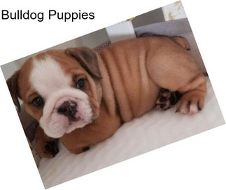 Bulldog Puppies