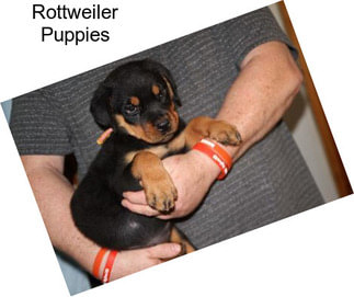 Rottweiler Puppies