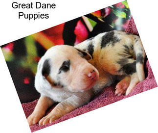 Great Dane Puppies