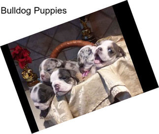 Bulldog Puppies