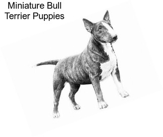 Miniature Bull Terrier Puppies