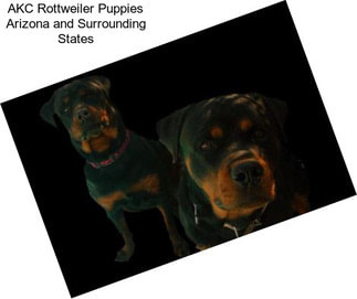 AKC Rottweiler Puppies Arizona and Surrounding States