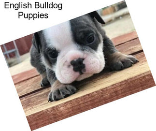 English Bulldog Puppies