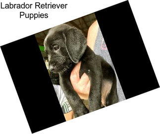 Labrador Retriever Puppies