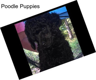 Poodle Puppies