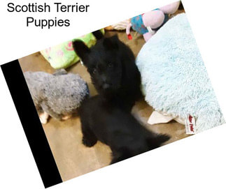 Scottish Terrier Puppies