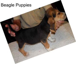 Beagle Puppies