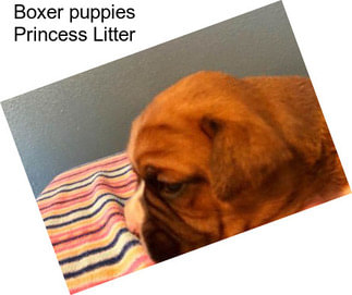 Boxer puppies Princess Litter