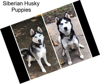 Siberian Husky Puppies