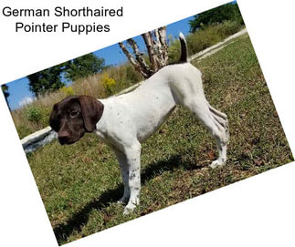 German Shorthaired Pointer Puppies