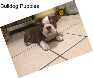 Bulldog Puppies