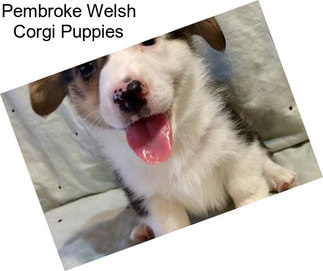 Pembroke Welsh Corgi Puppies