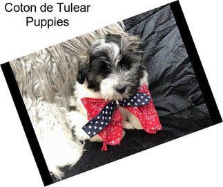 Coton de Tulear Puppies