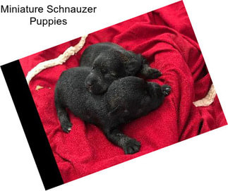 Miniature Schnauzer Puppies