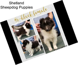 Shetland Sheepdog Puppies