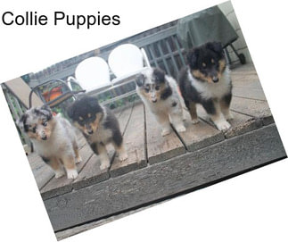 Collie Puppies