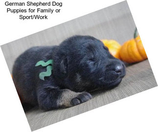 German Shepherd Dog Puppies for Family or Sport/Work