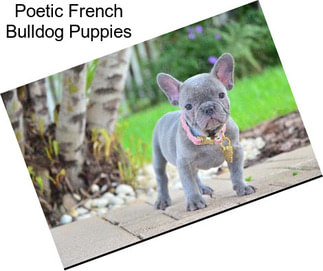 Poetic French Bulldog Puppies