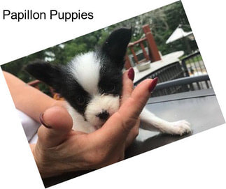 Papillon Puppies