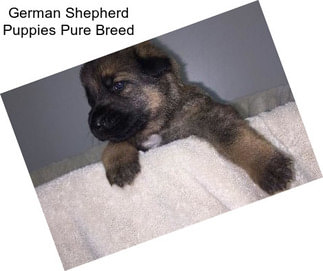 German Shepherd Puppies Pure Breed