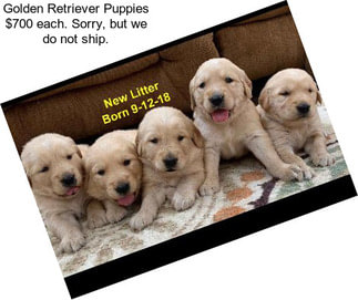 Golden Retriever Puppies $700 each. Sorry, but we do not ship.