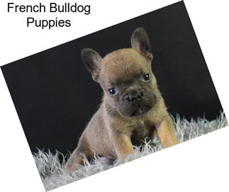 French Bulldog Puppies