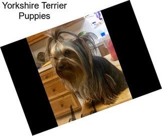 Yorkshire Terrier Puppies