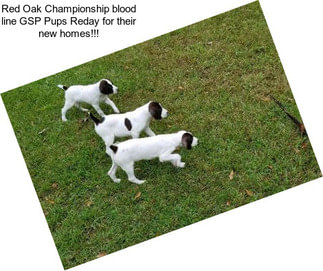 Red Oak Championship blood line GSP Pups Reday for their new homes!!!