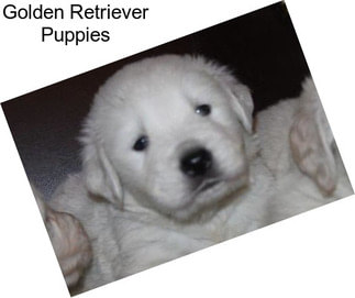 Golden Retriever Puppies