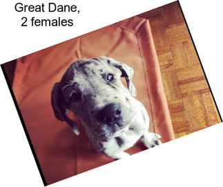 Great Dane, 2 females