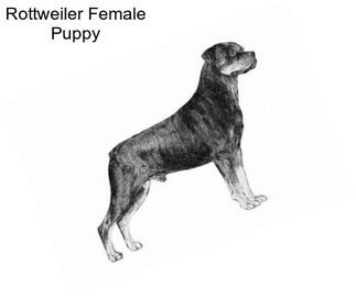 Rottweiler Female Puppy