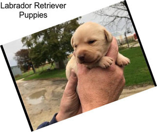 Labrador Retriever Puppies