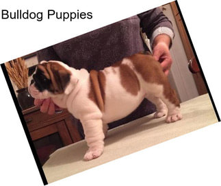 Bulldog Puppies