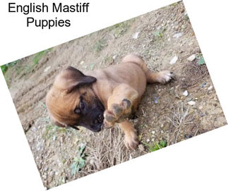 English Mastiff Puppies