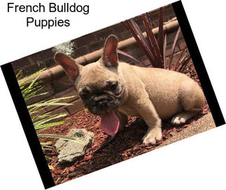 French Bulldog Puppies