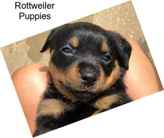 Rottweiler Puppies