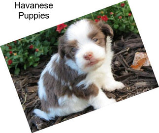 Havanese Puppies