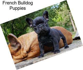 French Bulldog Puppies