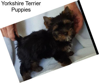 Yorkshire Terrier Puppies