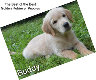 The Best of the Best Golden Retriever Puppies