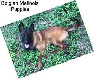 Belgian Malinois Puppies