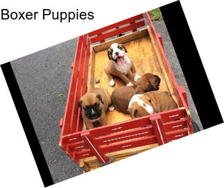 Boxer Puppies