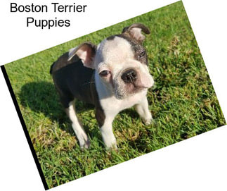 Boston Terrier Puppies