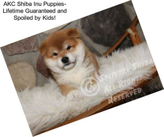 AKC Shiba Inu Puppies- Lifetime Guaranteed and Spoiled by Kids!