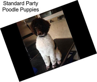 Standard Party Poodle Puppies