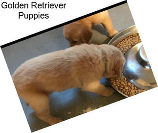 Golden Retriever Puppies