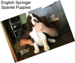 English Springer Spaniel Puppies